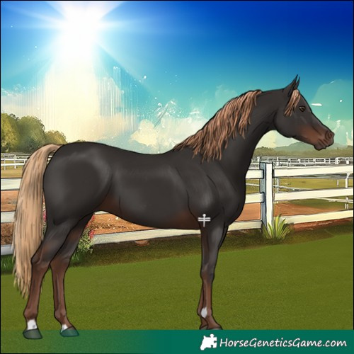 Horse Color:Liver Chestnut 