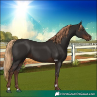 Horse Color:Liver Chestnut 