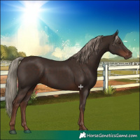 Horse Color:Liver Chestnut 