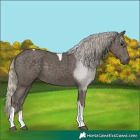 Horse Color:Silver Smoky Black Tobiano 