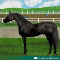 Horse Color:Void White Spotted Brown Ice Roan Dun 