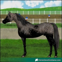 Horse Color:Void White Spotted Brown Ice Roan Dun 
