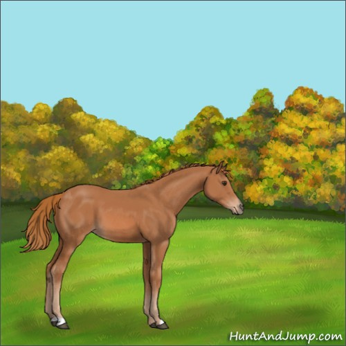 Horse Color:Chestnut 