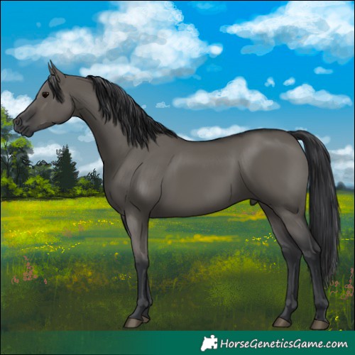 Horse Color:Grullo 