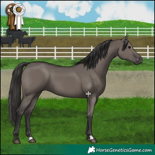 Horse Color:Smoky Grullo 