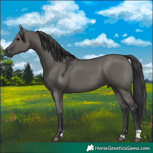 Horse Color:Grullo 