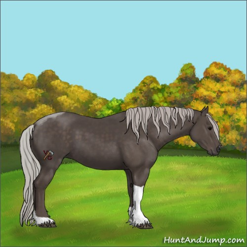 Horse Color:Unknown 