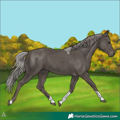 Horse Color:Silver Black Tobiano 