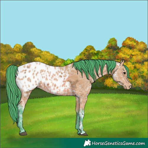 Horse Color:Watercolor Bay Ice Appaloosa 