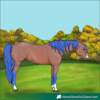 Horse Color:Watercolor Bay 