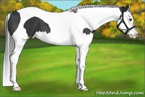 Horse Color:Black Splash Tobiano