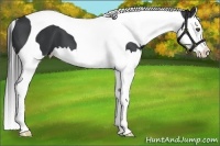 Horse Color:Black Splash Tobiano