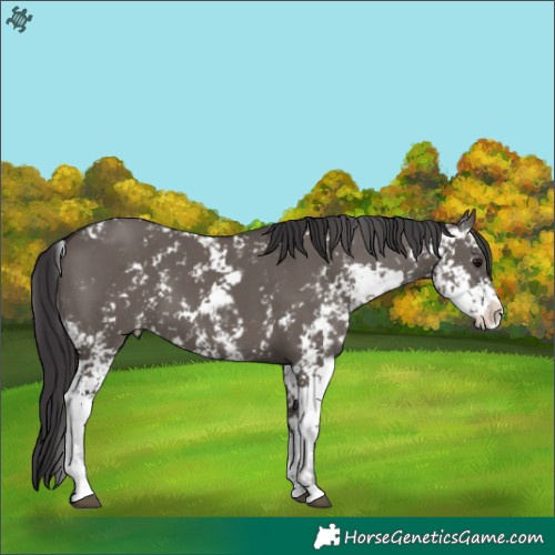 Horse Color:Smoky Grullo Sabino 