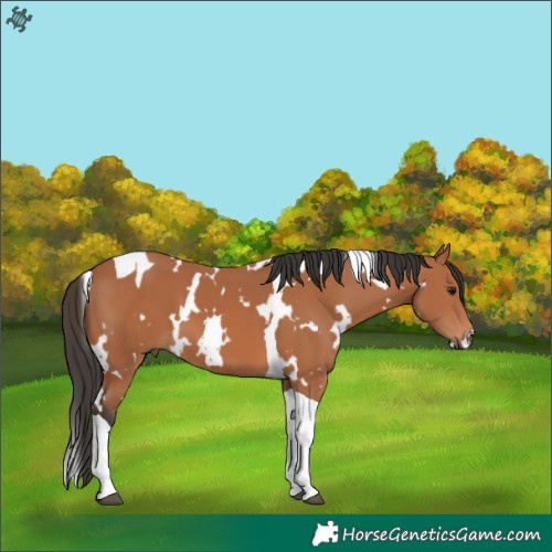 Horse Color:White Spotted Bay Tobiano 
