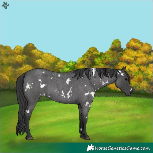 Horse Color:White Spotted Blue Roan 
