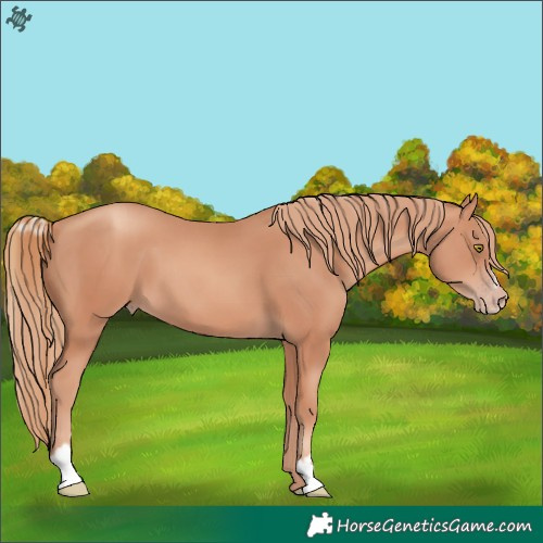 Horse Color:Gold Champagne Sabino 
