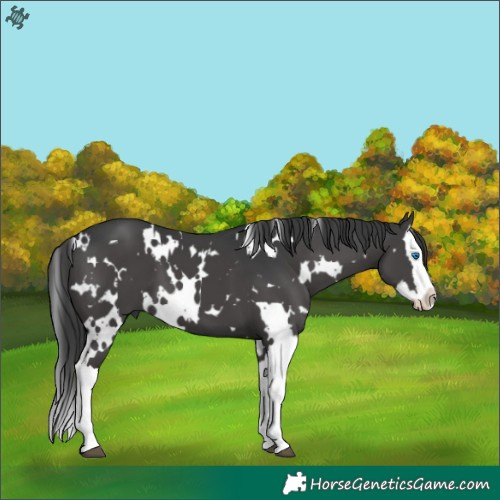 Horse Color:White Spotted Black Splash 