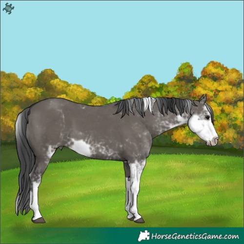 Horse Color:Grullo Sabino 