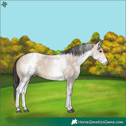 Horse Color:White Spotted Bay Dun Sabino 