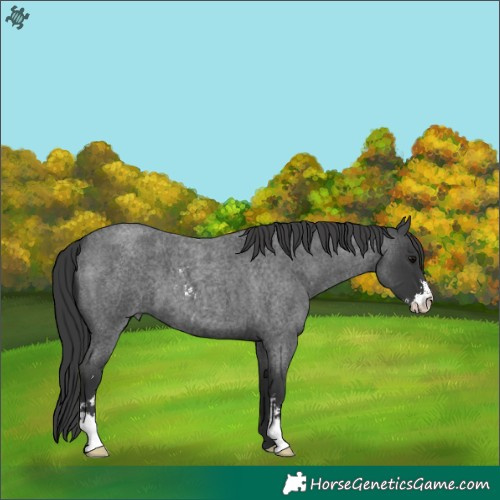 Horse Color:Blue Roan Sabino 