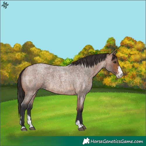Horse Color:Bay Roan Sabino 