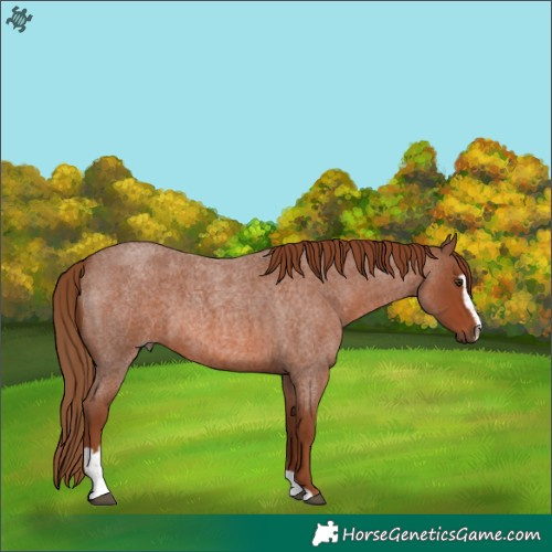 Horse Color:Red Roan Sabino 