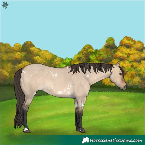 Horse Color:White Spotted Bay Roan Dun 