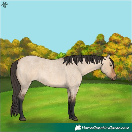 Horse Color:Bay Roan Dun 