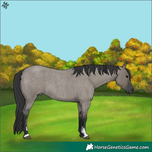 Horse Color:Grullo Roan Sabino 