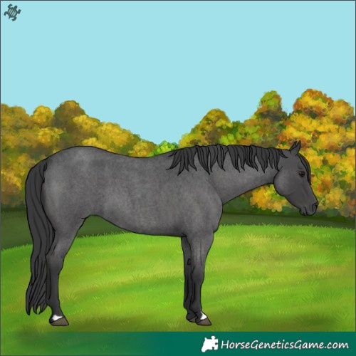 Horse Color:Blue Roan 