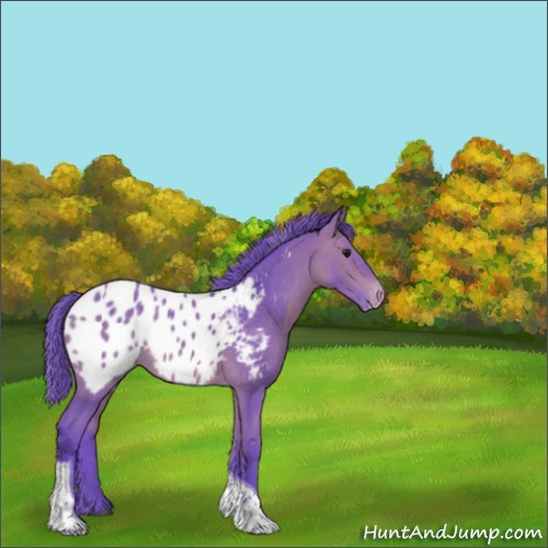 Horse Color:Watercolor Bay Tobiano Appaloosa 