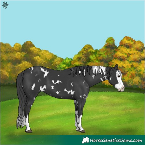 Horse Color:White Spotted Black Splash 