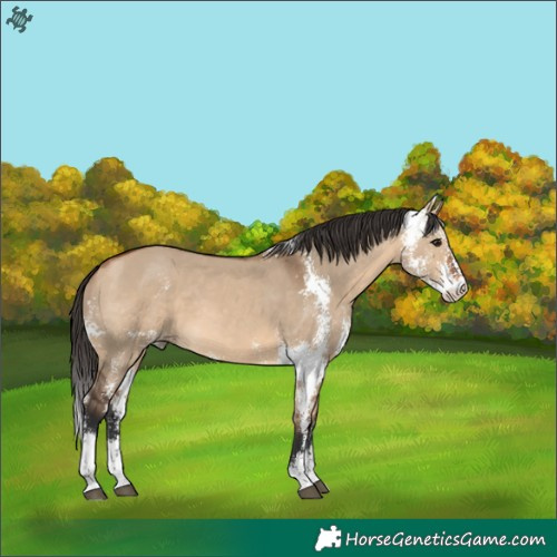 Horse Color:Bay Dun Sabino 