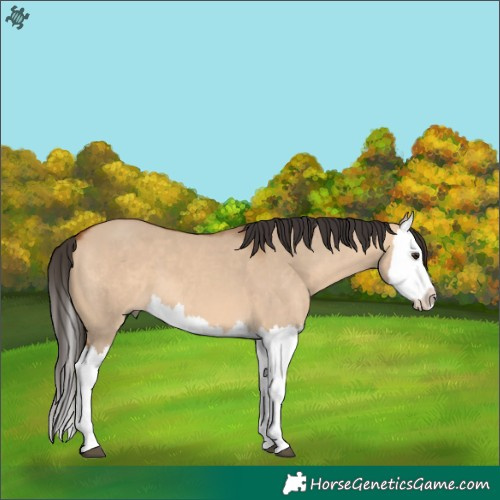 Horse Color:Bay Dun Splash 