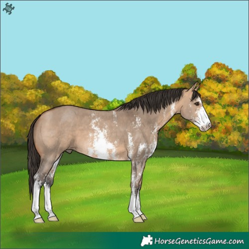 Horse Color:Bay Dun Sabino 
