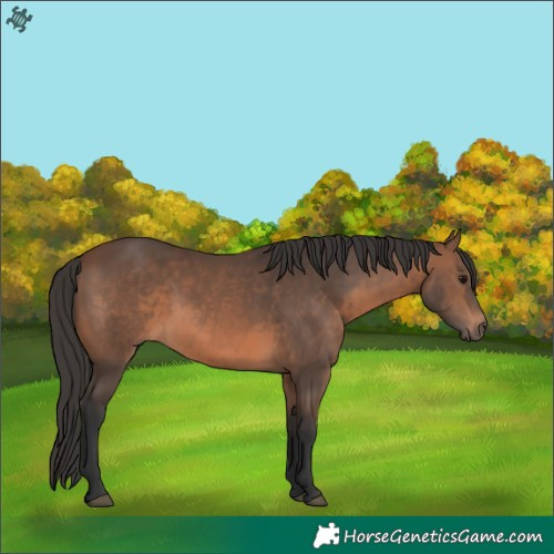 Horse Color:Brown 