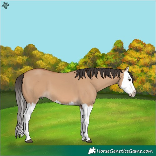 Horse Color:Bay Dun Splash 