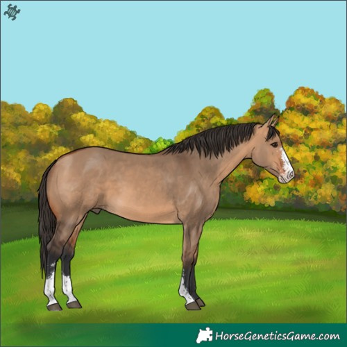 Horse Color:Bay Dun Sabino 