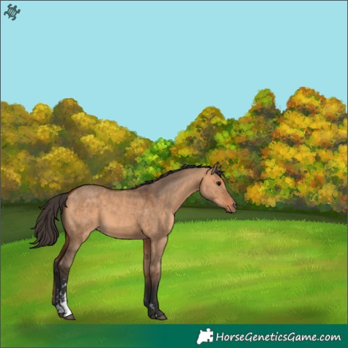 Horse Color:Bay Dun Sabino 
