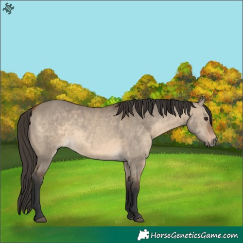 Horse Color:Bay Dun 