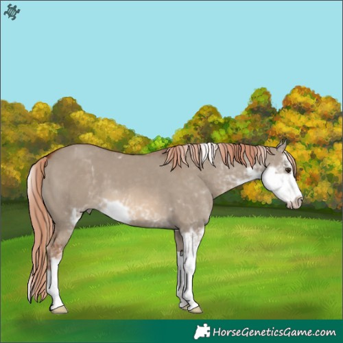 Horse Color:Red Dun Sabino 