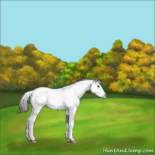Horse Color:Liver Chestnut Sabino