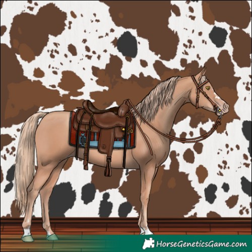 Horse Color:Gold Champagne 