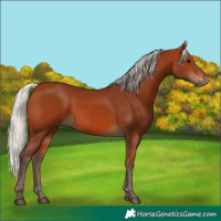 Horse Color:Silver Bay 