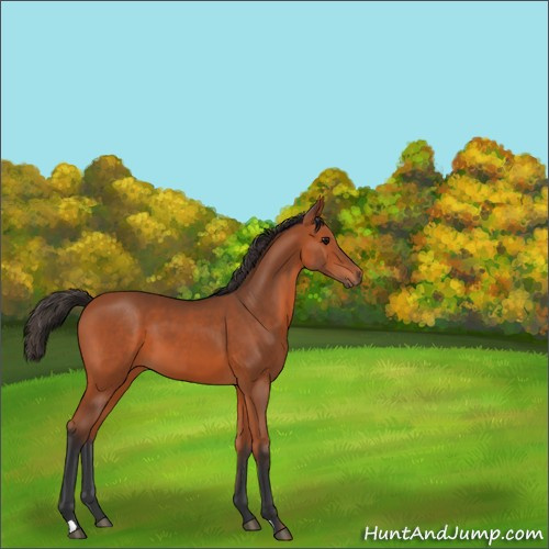 Horse Color:Bay 