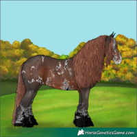 Horse Color:White Spotted Liver Chestnut Sabino