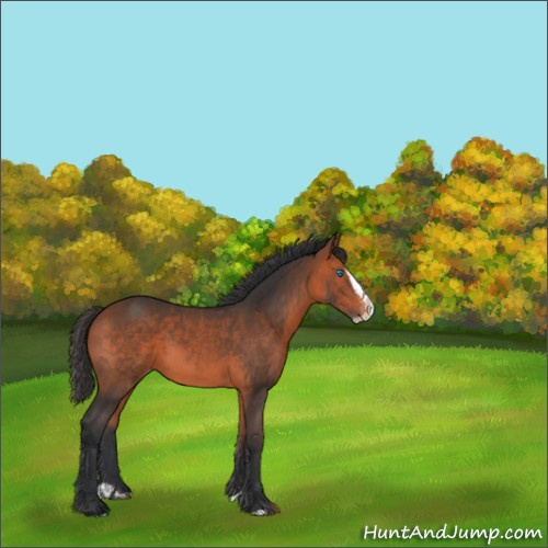 Horse Color:Bay Splash Varnish Rabicano 