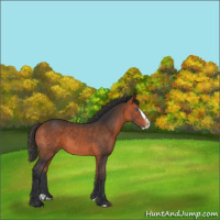 Horse Color:Bay Splash Varnish Rabicano 