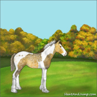 Horse Color:Buckskin Ice Splash Tobiano Appaloosa Rabicano 