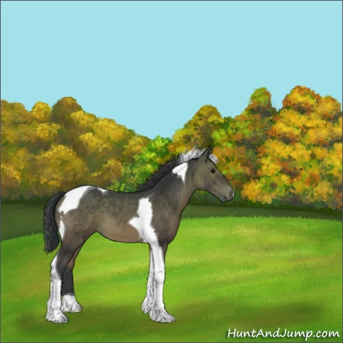 Horse Color:Bay Tobiano 